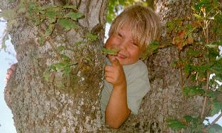 Robert Gyllenberg's son, up a tree